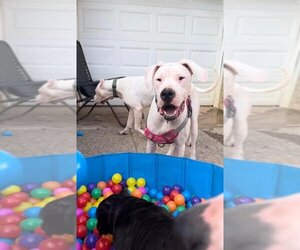 Dogo Argentino Dogs for adoption in Uwchlan, PA, USA