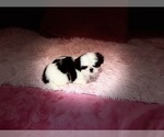 Small #8 Shih Tzu