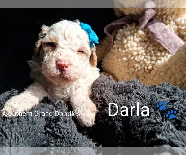 Medium Photo #8 Goldendoodle (Miniature) Puppy For Sale in GASTONIA, NC, USA