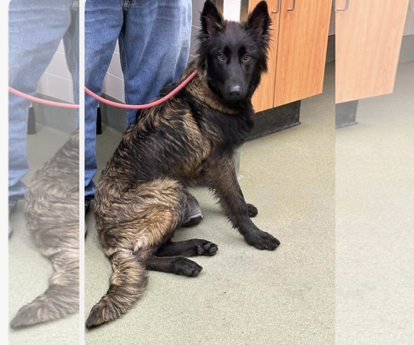 Medium Photo #1 German Shepherd Dog Puppy For Sale in Kankakee, IL, USA