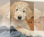 Puppy pink Labradoodle