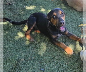 Feist Terrier-Unknown Mix Dogs for adoption in Tracy City, TN, USA