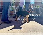 Small #3 German Shepherd Dog