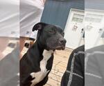 BETTY - Female Mutt Dog for Adoption - Small photo