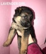 Small Photo #6 German Shepherd Dog Puppy For Sale in AZALEA, OR, USA