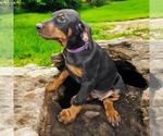Puppy Purple Collar Doberman Pinscher