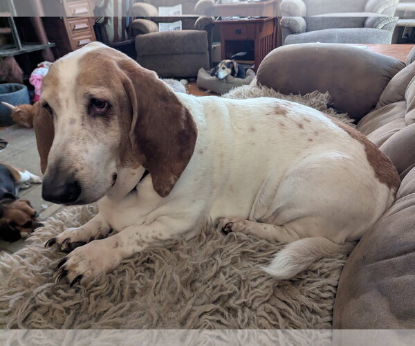 Medium Photo #2 Basset Hound-Unknown Mix Puppy For Sale in Plainfield, IL, USA