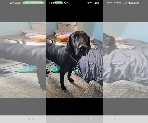 Medium Photo #1 Great Dane-Labrador Retriever Mix Puppy For Sale in Harrisburg, PA, USA