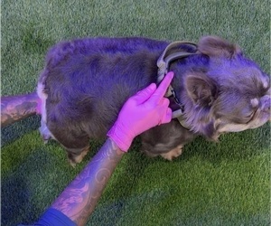 Father of the French Bulldog puppies born on 10/15/2025