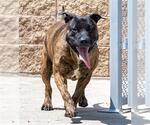 Small #1 American Pit Bull Terrier Mix