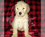 Small Photo #7 Aussie-Poo-Aussiedoodle Mix Puppy For Sale in LINCOLN, AL, USA
