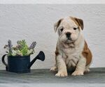 Small Photo #1 English Bulldog Puppy For Sale in NAPPANEE, IN, USA