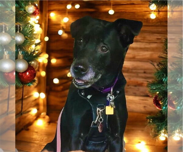 Medium Photo #2 Borador Puppy For Sale in Bellingham, WA, USA