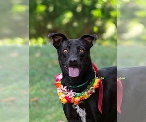 Labrador Retriever-Unknown Mix Dogs for adoption in Unionville, PA, USA