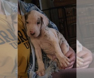 Medium Great Dane