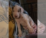 Puppy Presley Great Dane