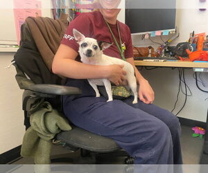Biscuit - Female Chihuahua-Unknown Mix Dog for Adoption - Photo #8
