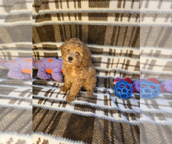 Medium Photo #3 Poodle (Toy) Puppy For Sale in DENVER, CO, USA