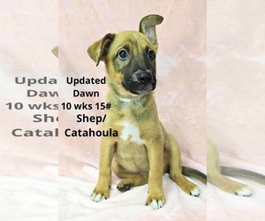 Catahoula Leopard Dog-Unknown Mix Dogs for adoption in pomfret, CT, USA