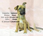Small Catahoula Leopard Dog Mix