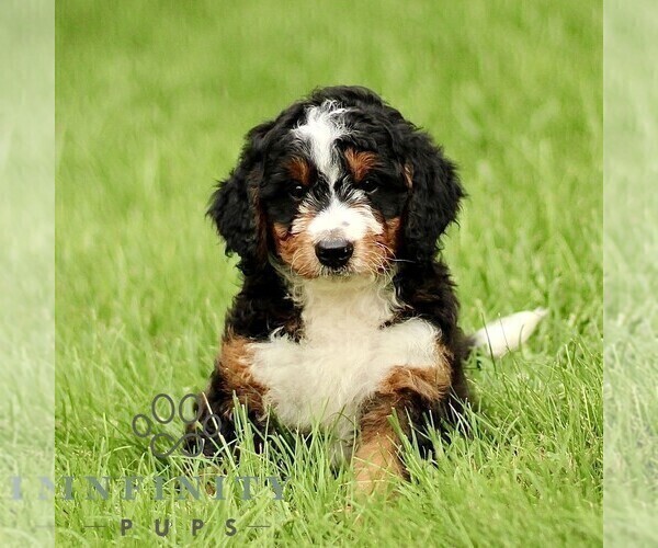 Medium Photo #1 Bernedoodle (Miniature) Puppy For Sale in NEW HOLLAND, PA, USA