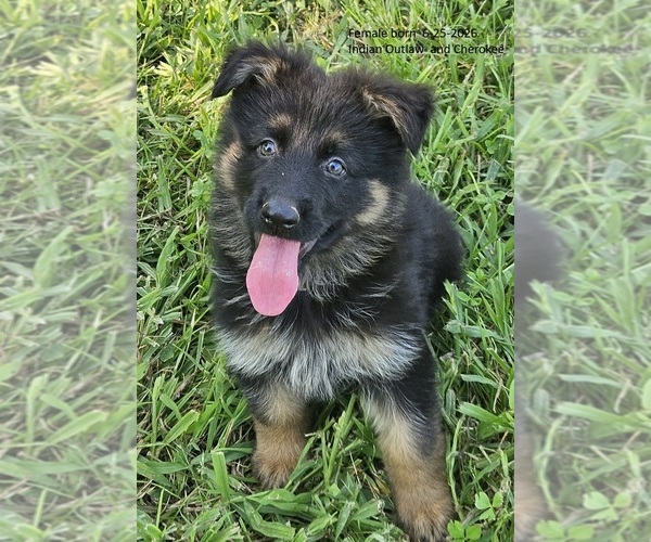 Medium Photo #11 German Shepherd Dog Puppy For Sale in EOLIA, MO, USA