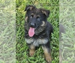 Small #10 German Shepherd Dog