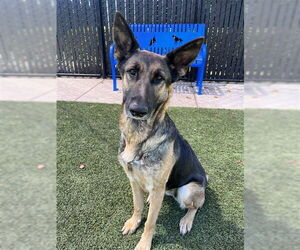 Medium German Shepherd Dog Mix