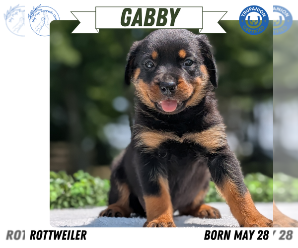 Medium Photo #11 Rottweiler Puppy For Sale in GOSHEN, IN, USA