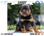 Small #10 Rottweiler