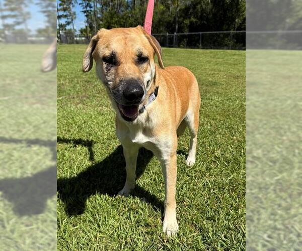 Medium Photo #1 Labrador Retriever-Unknown Mix Puppy For Sale in Naples, FL, USA