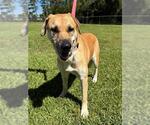 Small Labrador Retriever Mix
