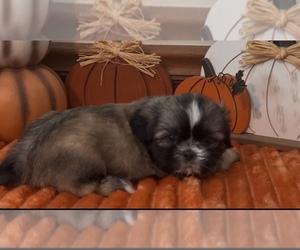 Shih Tzu Puppy for sale in GUTHRIE, KY, USA