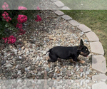 Small #8 French Bulldog