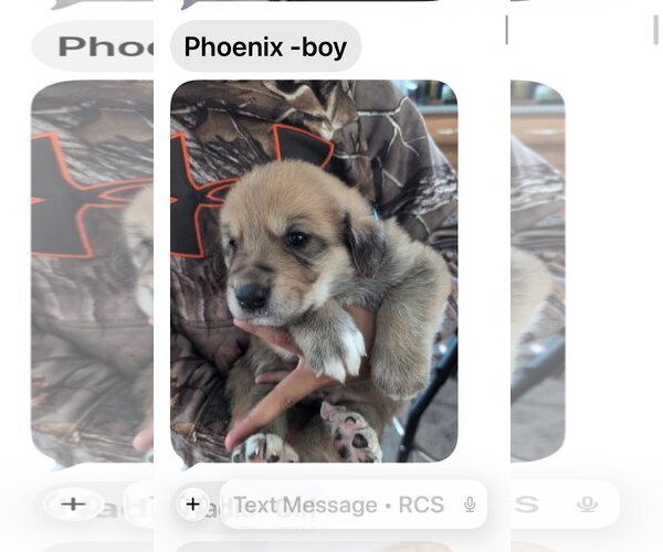Medium Photo #2 Great Pyrenees-Rottweiler Mix Puppy For Sale in MIDWAY, UT, USA