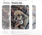 Small #1 Great Pyrenees-Rottweiler Mix