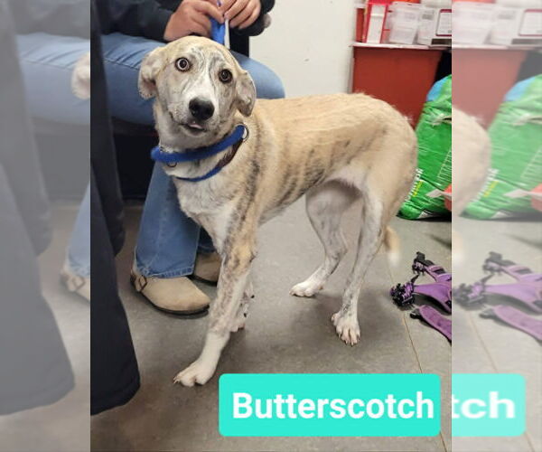 Medium Photo #2 Siberian Husky-Unknown Mix Puppy For Sale in Richmond, IN, USA