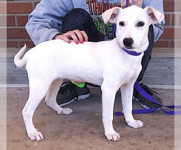 Medium Photo #2 Labrador Retriever-Unknown Mix Puppy For Sale in Carrollton, TX, USA
