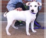Small #1 Labrador Retriever Mix