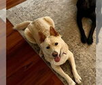 Small #6 Huskies  Mix