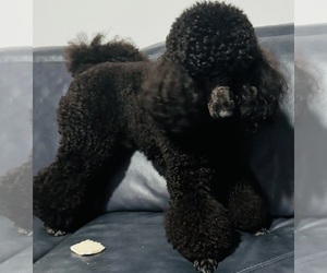 Poodle (Miniature) Puppy for sale in BOYNTON BEACH, FL, USA