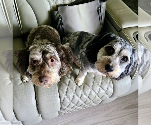 Medium Photo #2 Cock-A-Poo-Unknown Mix Puppy For Sale in Spring Lake, NC, USA