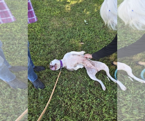 Medium Photo #7 American Pit Bull Terrier-Unknown Mix Puppy For Sale in Rustburg, VA, USA
