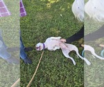 Small #6 American Pit Bull Terrier Mix