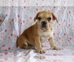 French Bulldog Puppy for sale in SHILOH, OH, USA