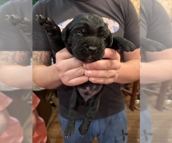 Medium Photo #2 Labradinger Puppy For Sale in NEW CONCORD, OH, USA