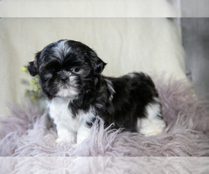 Shih Tzu Litter for sale in MIDDLEBURY, IN, USA