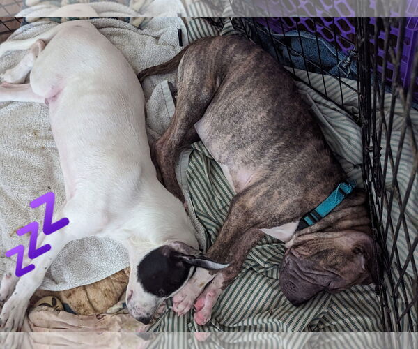 Medium Photo #26 Chinese Shar-Pei-Unknown Mix Puppy For Sale in Holly Springs, NC, USA