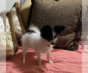 Papillon Puppy for sale in BEAVERTON, OR, USA