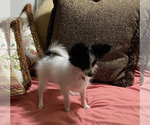 Small Photo #1 Papillon Puppy For Sale in BEAVERTON, OR, USA